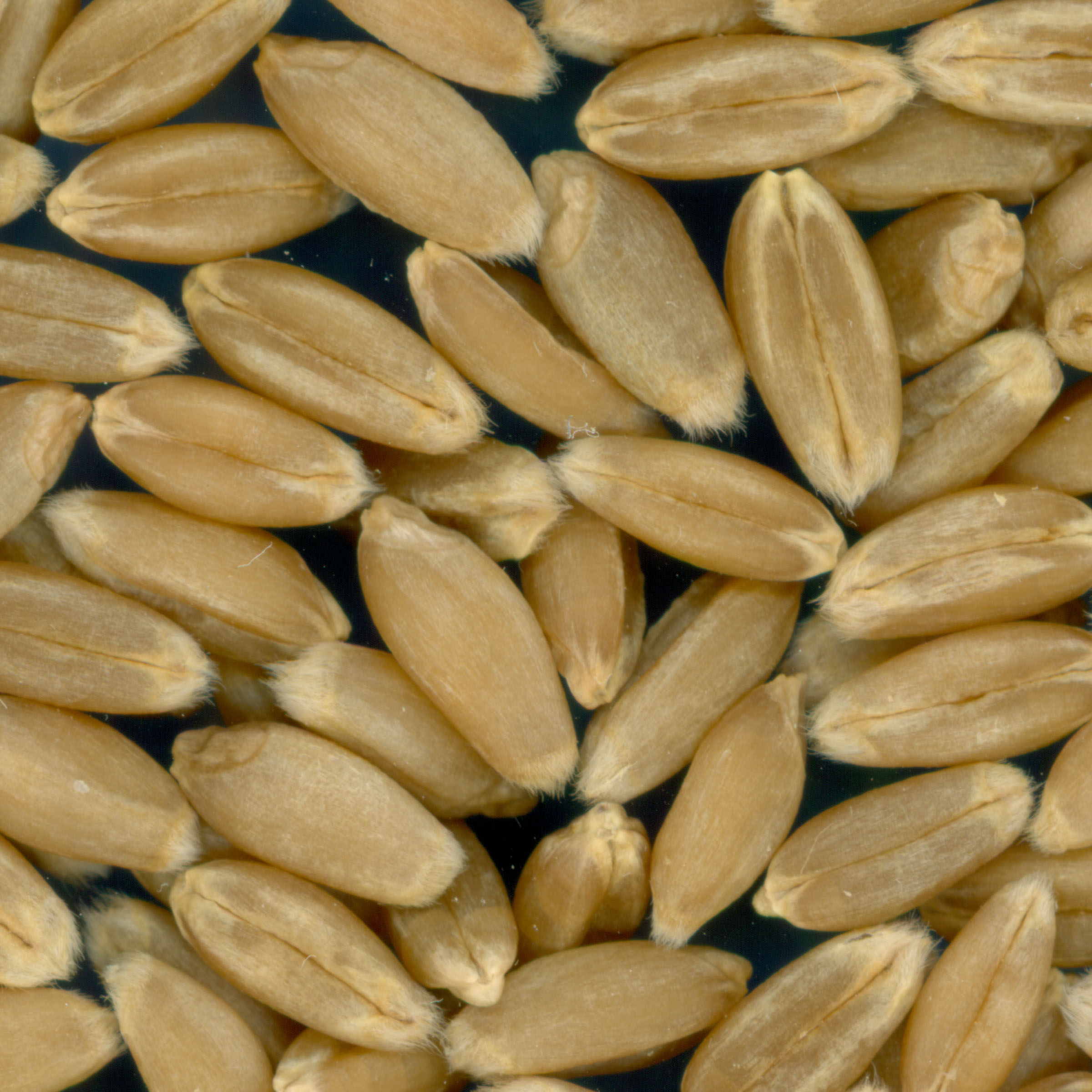Click for 3 image(s) for this accession. KERNELS